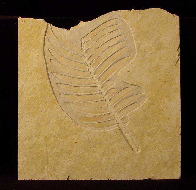 Zamites feneonis BRONGNIART - Bild © FossNet FossilienStore